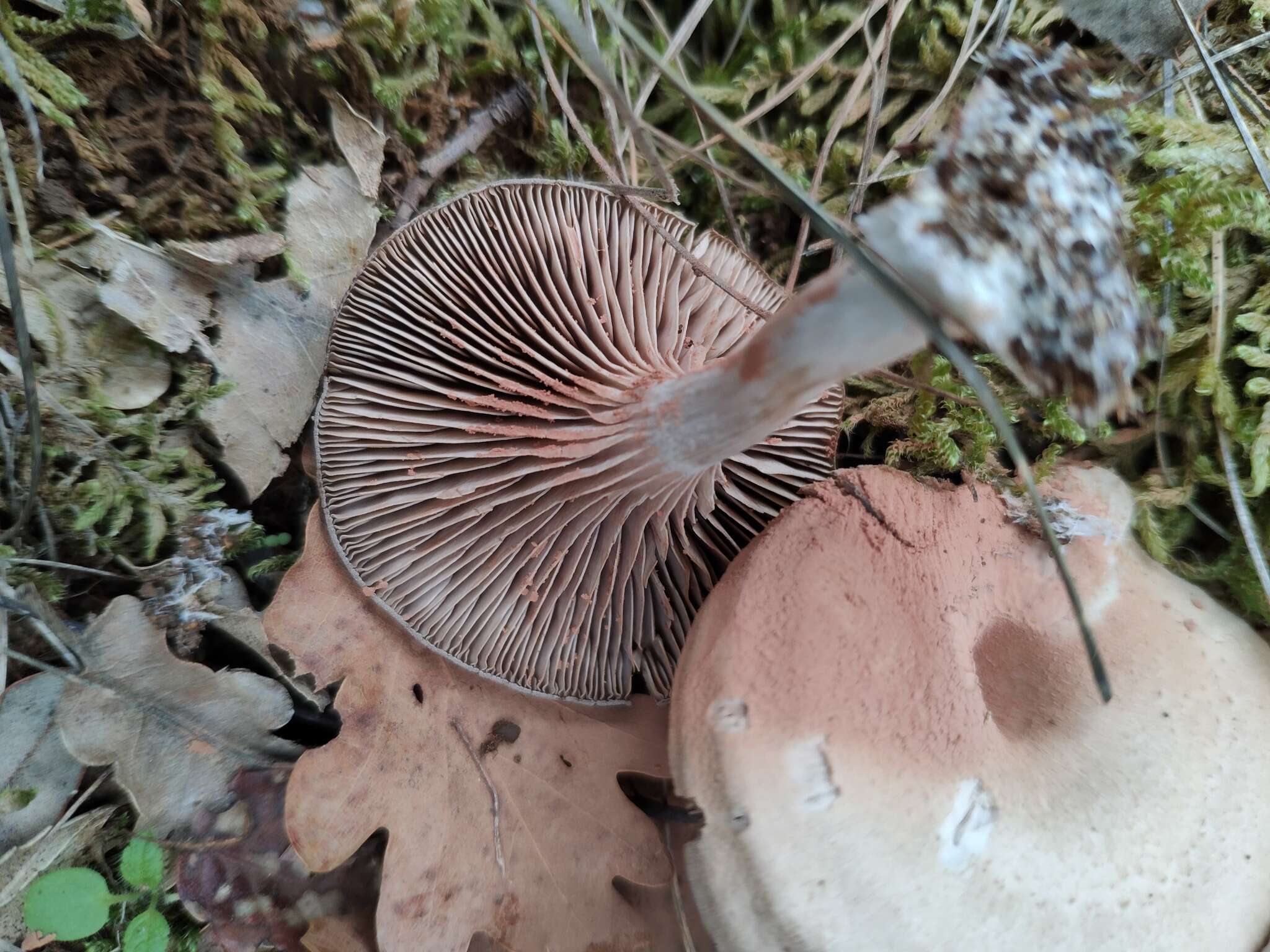 Image of Entoloma undatum (Gillet) M. M. Moser 1978