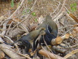 Image of Mona Guenon