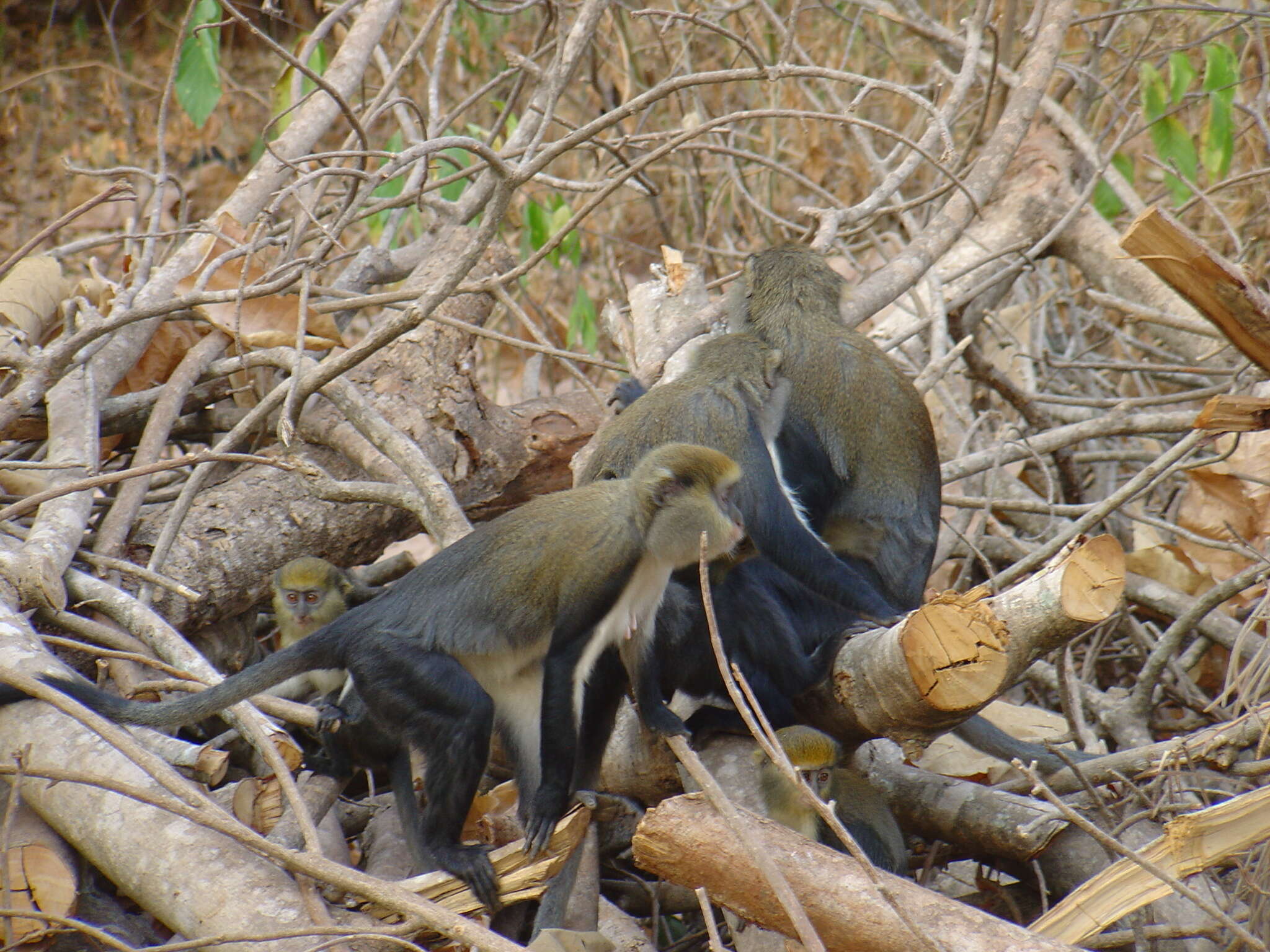 Image of Mona Guenon