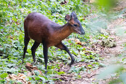 Image of Black-fronted Duiker