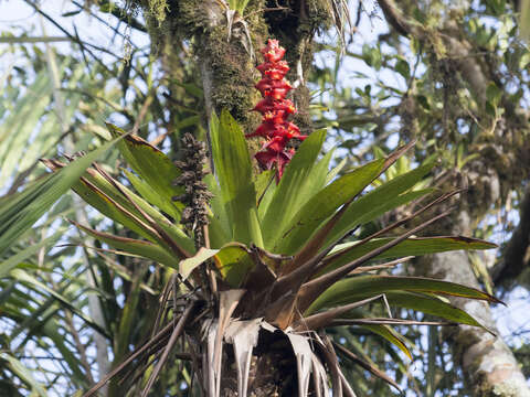 Image de Cipuropsis capituligera