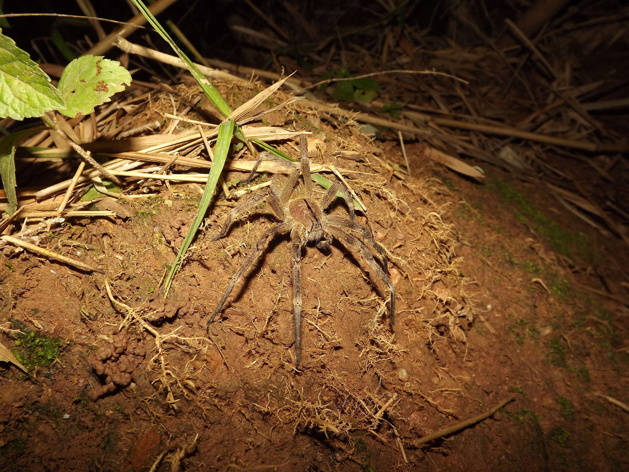 Image of Phoneutria eickstedtae Martins & Bertani 2007