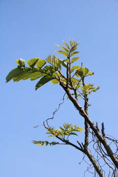 Image of Zanthoxylum ailanthoides var. ailanthoides