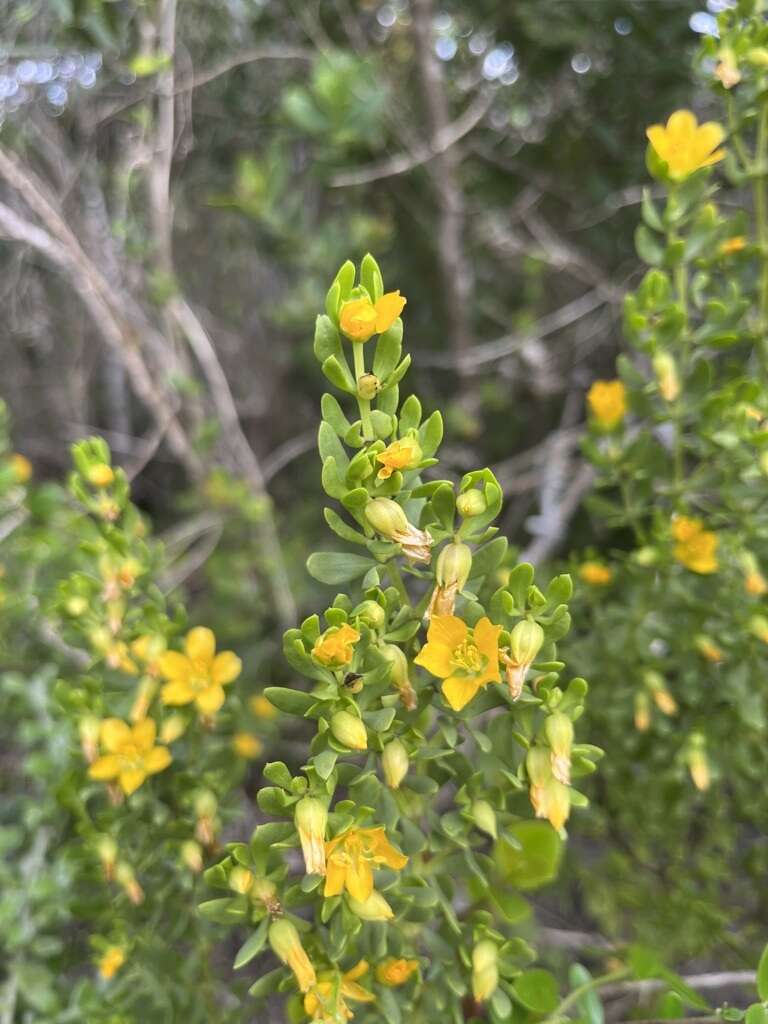 Image of Roepera fuscata (Van Zyl) Beier & Thulin