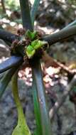 Euphorbia leuconeura Boiss. resmi