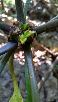 Euphorbia leuconeura Boiss. resmi