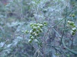 Image of Asparagus umbellatus subsp. umbellatus