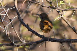 Image of Barred Wren-Warbler