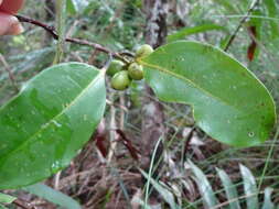 Image of Hedycarya parvifolia Perkins & Schltr.