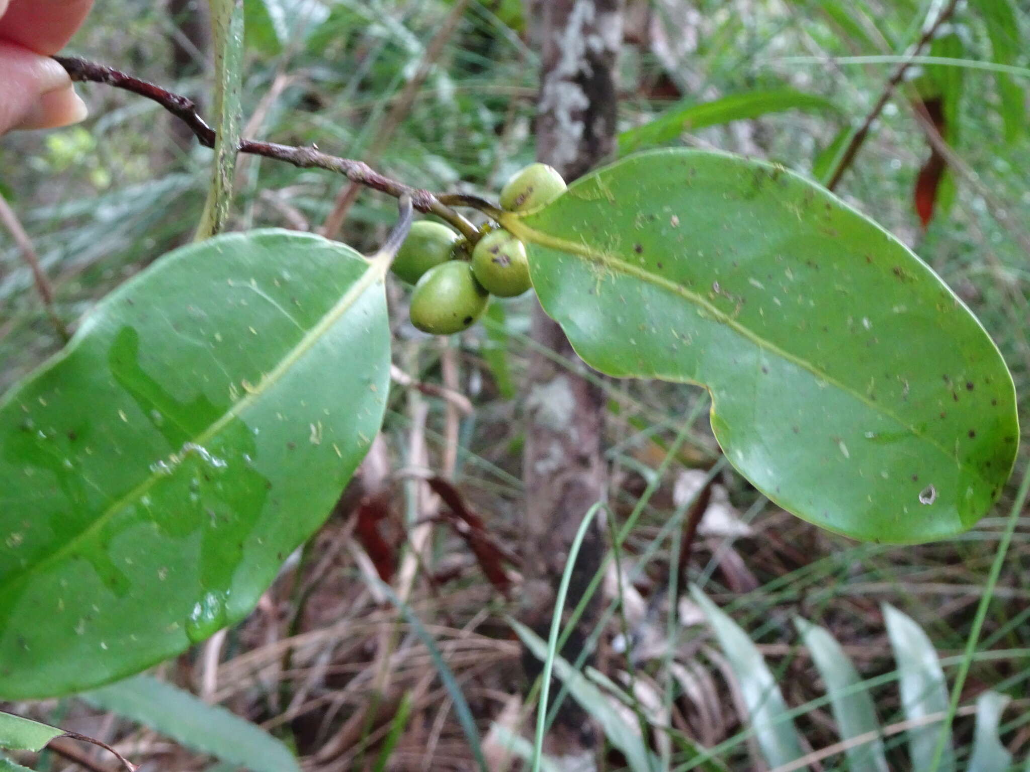 Sivun Hedycarya parvifolia Perkins & Schltr. kuva