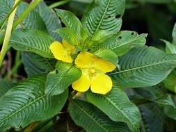 صورة Ludwigia elegans (Cambess.) Hara