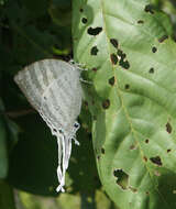 Image of Neomyrina hiemalis (Godman & Salvin 1878)