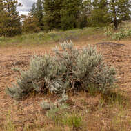 Sivun Artemisia rigida (Nutt.) A. Gray kuva