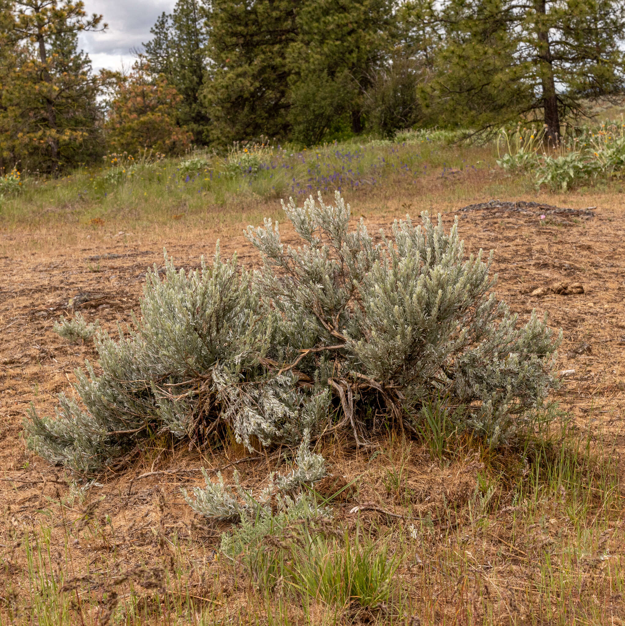 Image of scabland sagebrush