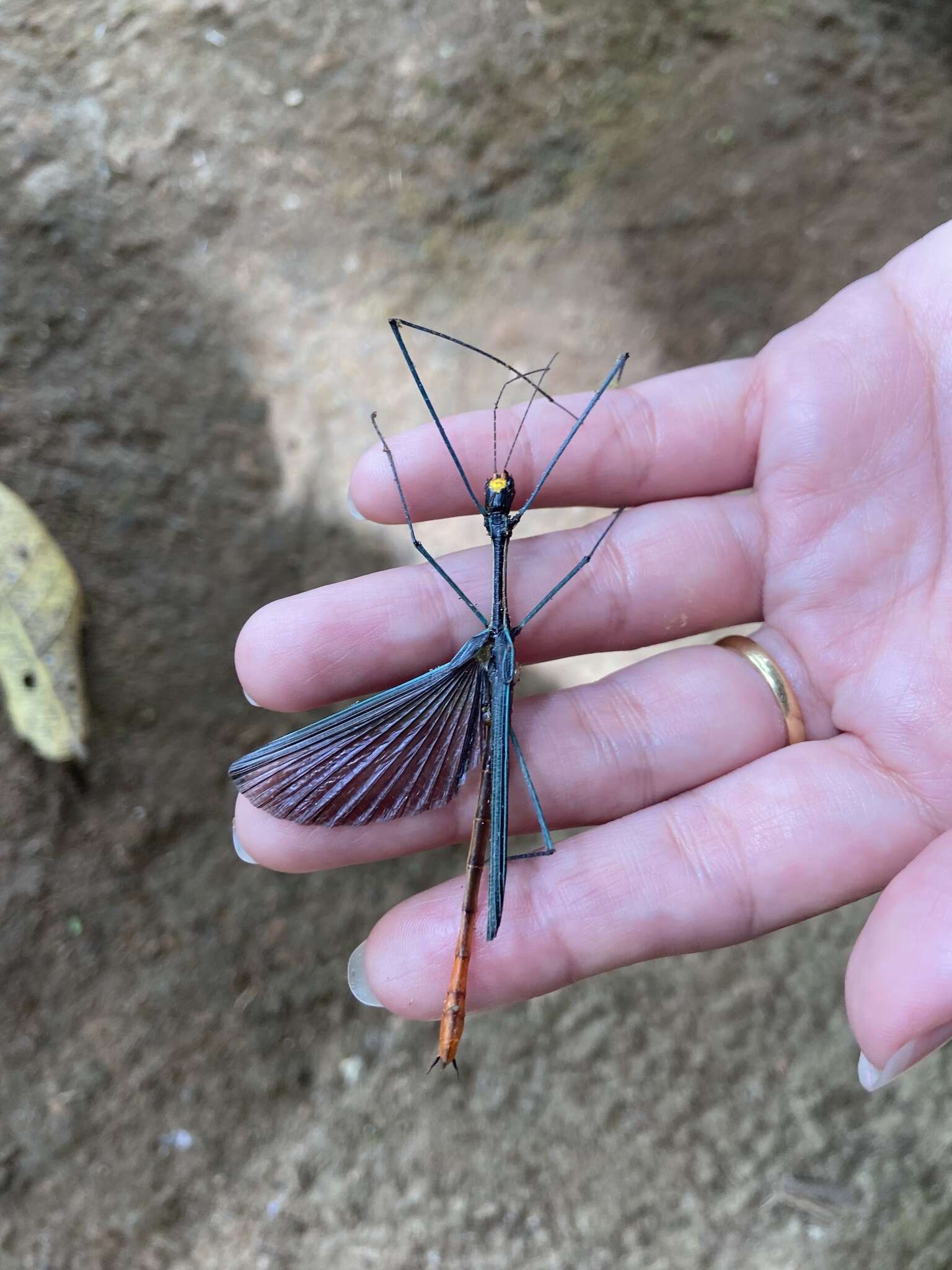 Image of Ophicrania palinurus (Westwood 1859)