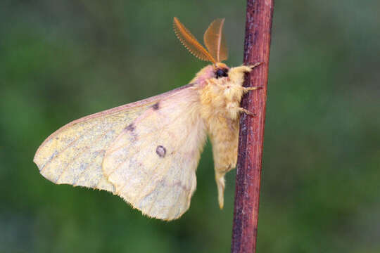 Image of Saturnia subgen. Perisomena Walker 1855