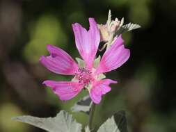 Image of Malva olbia (L.) Alef.