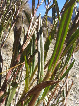 Image of Erechtites diversifolia Petrie.