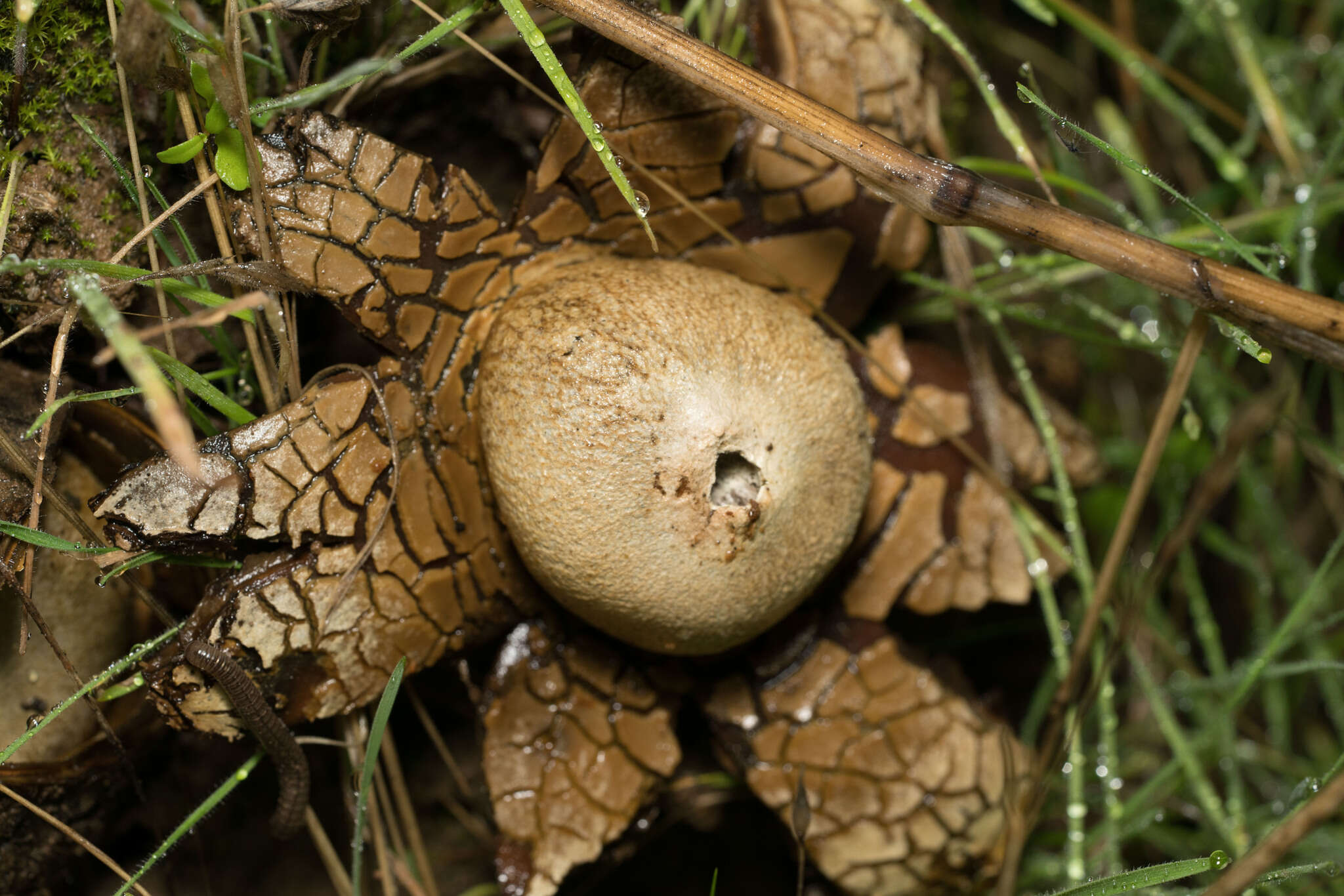 Image of Diplocystidiaceae