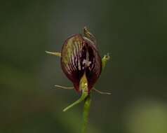 Image of Bonnet orchid