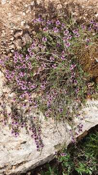 Thymus willdenowii Boiss. resmi