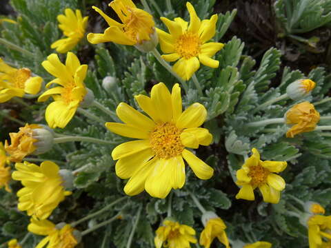 Image of Euryops pectinatus subsp. pectinatus