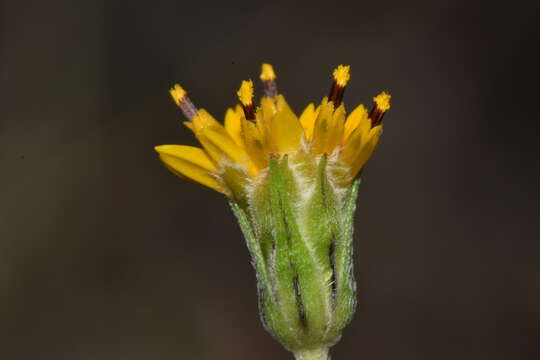 Image de Wedelia greenmanii B. L. Turner