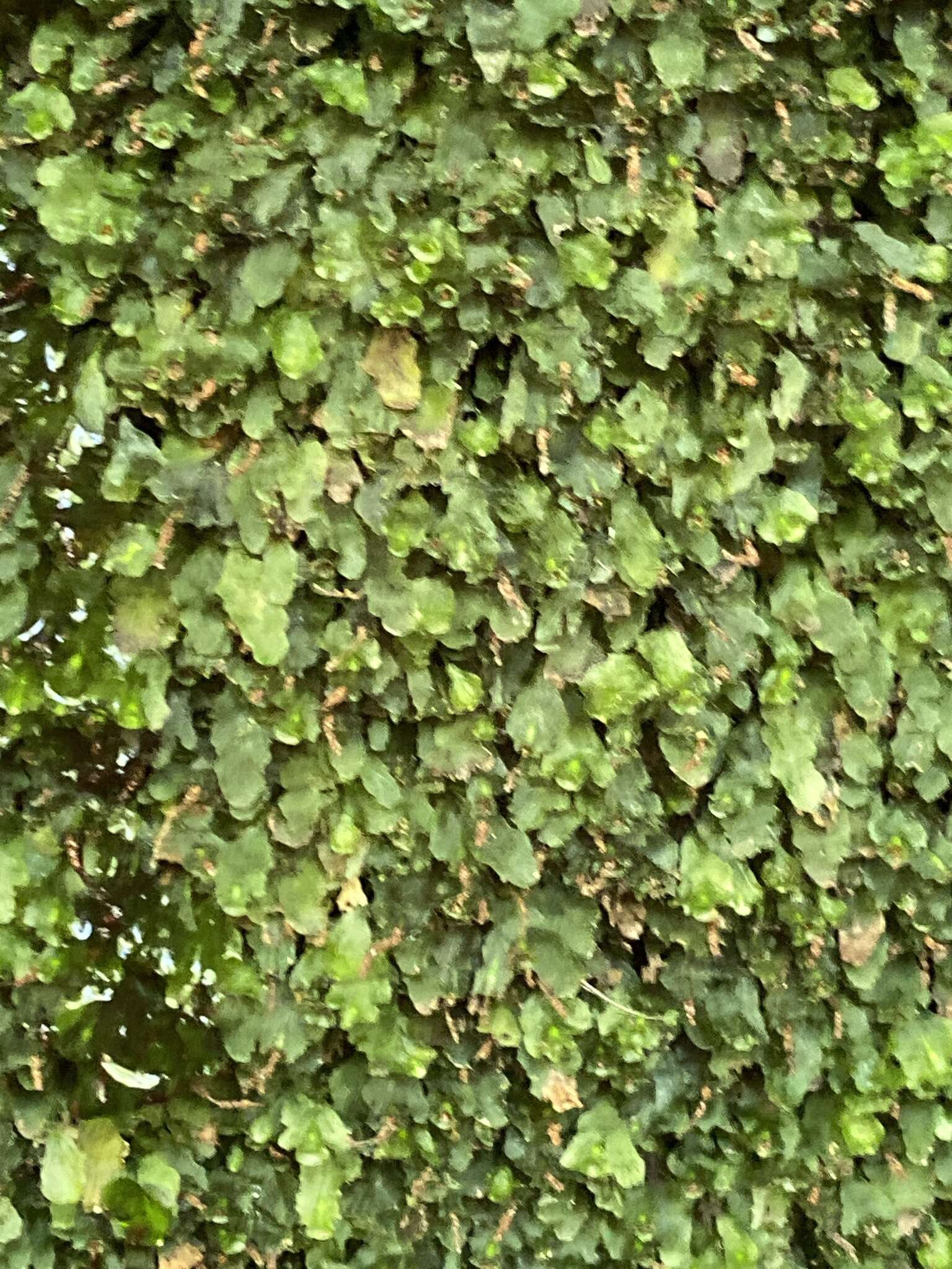 Image of Dwarf Filmy Fern