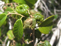 Слика од Schizolaena parviflora (F. Gérard) H. Perrier