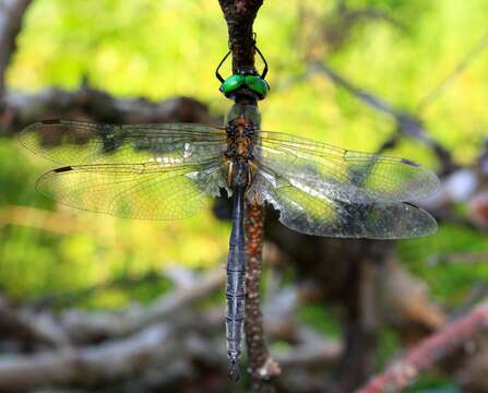 Image of northern emerald