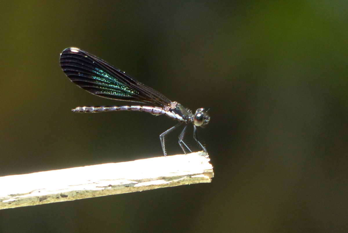 Image of Rhinocypha tincta Rambur 1842