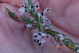 Image of Erica fuscescens (Klotzsch) E. G. H. Oliver