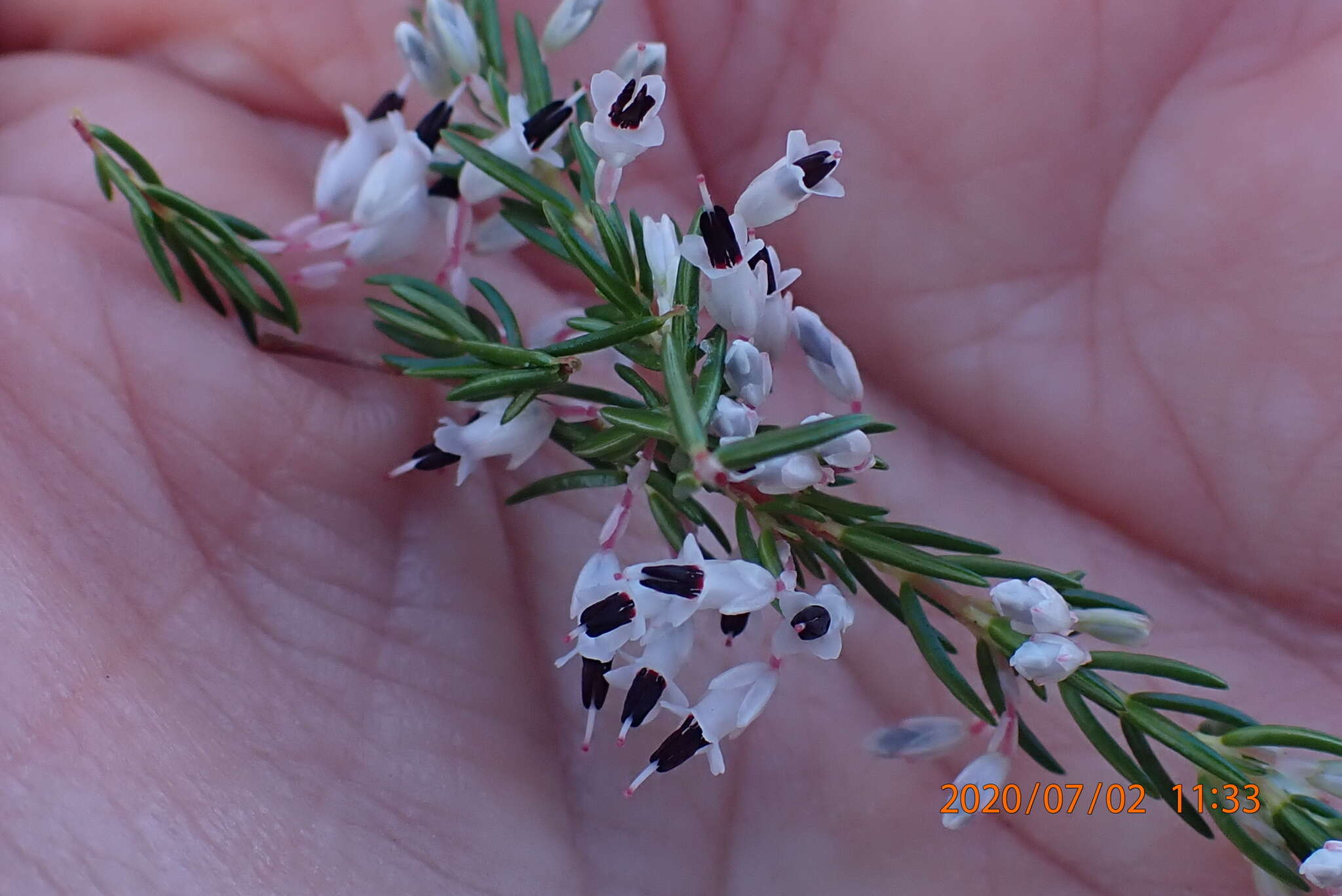 Image of Erica fuscescens (Klotzsch) E. G. H. Oliver