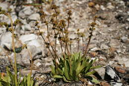 Image of <i>Crassula <i>nudicaulis</i></i> var. nudicaulis