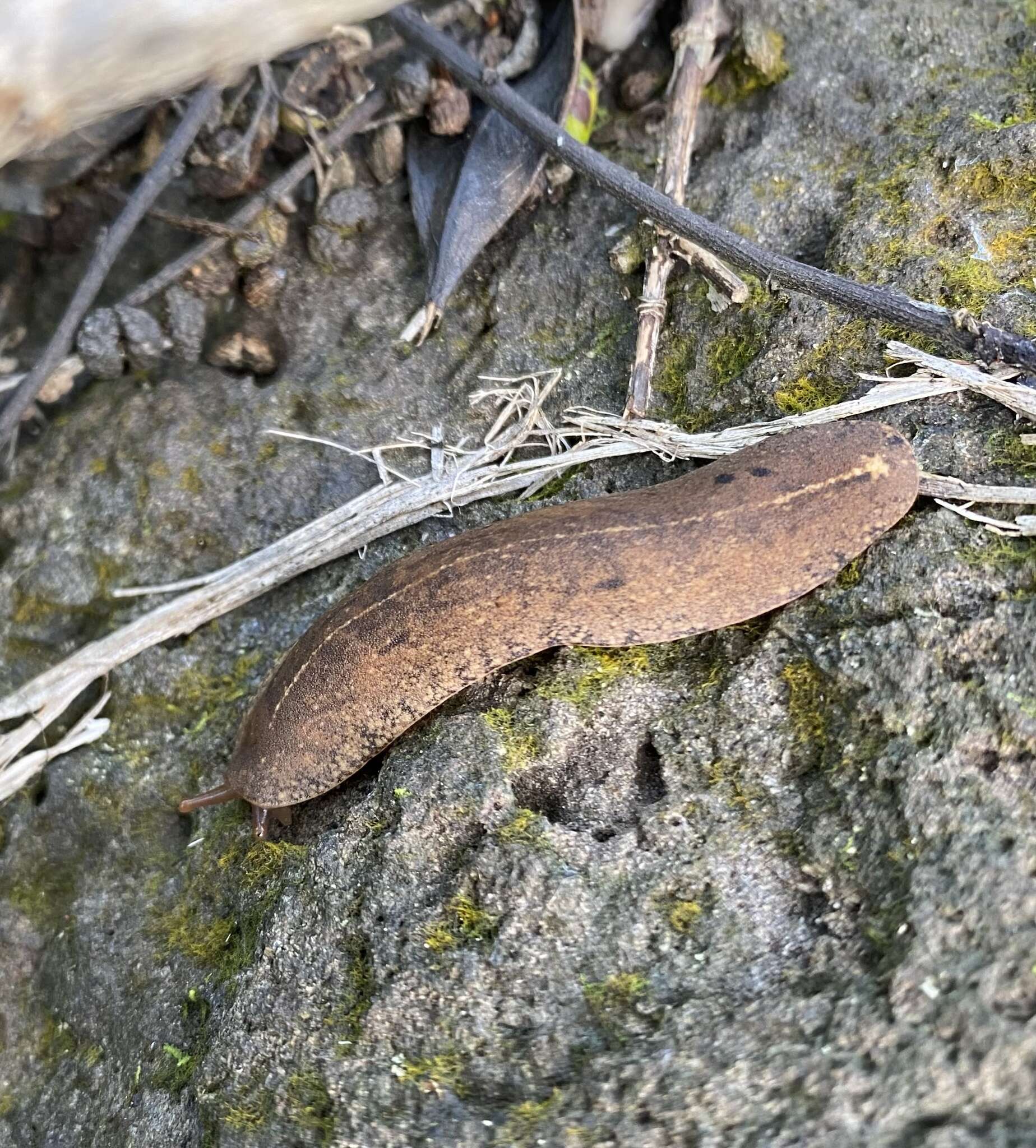 Image of Cuban slug