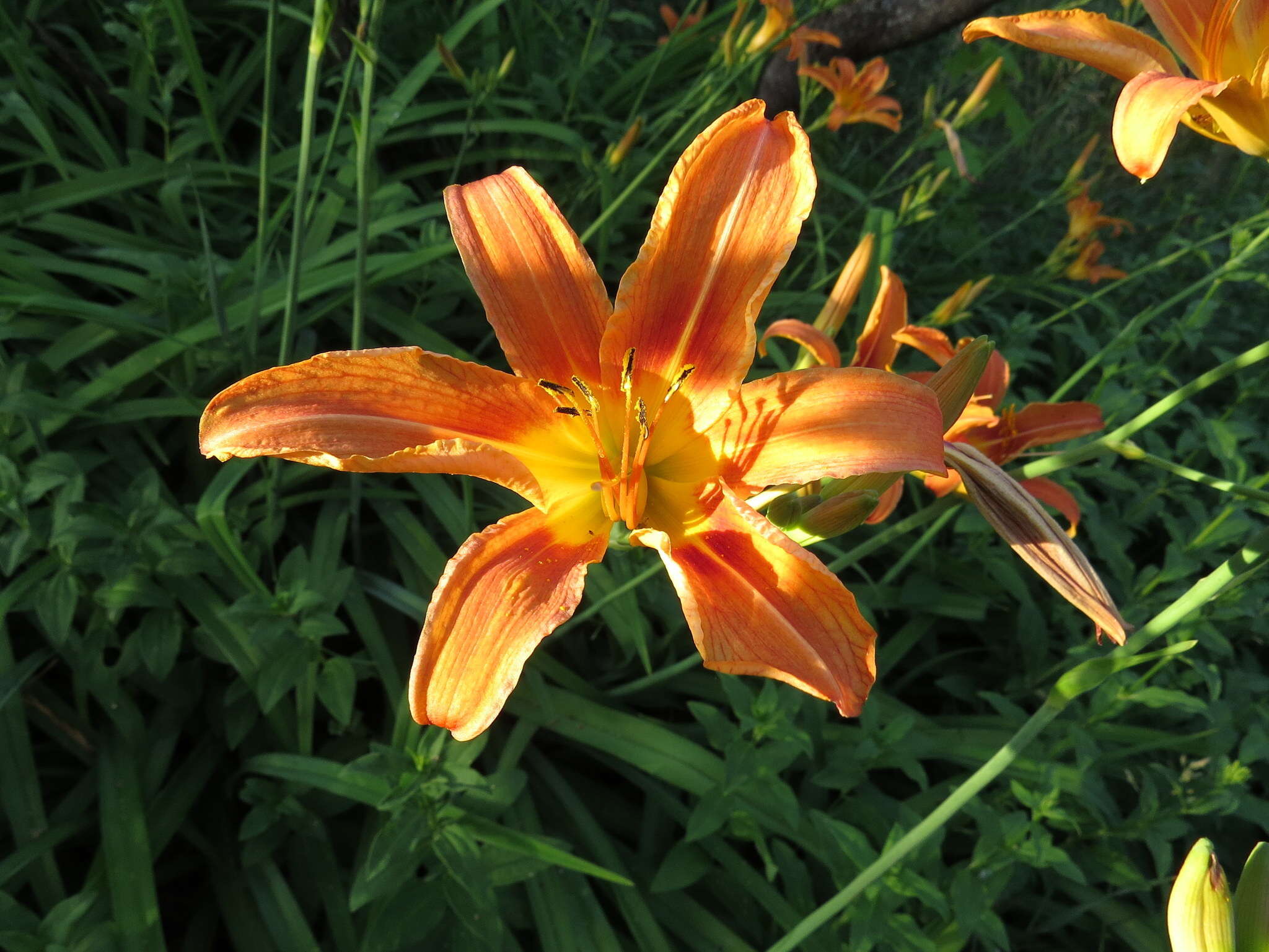 Image of orange daylily