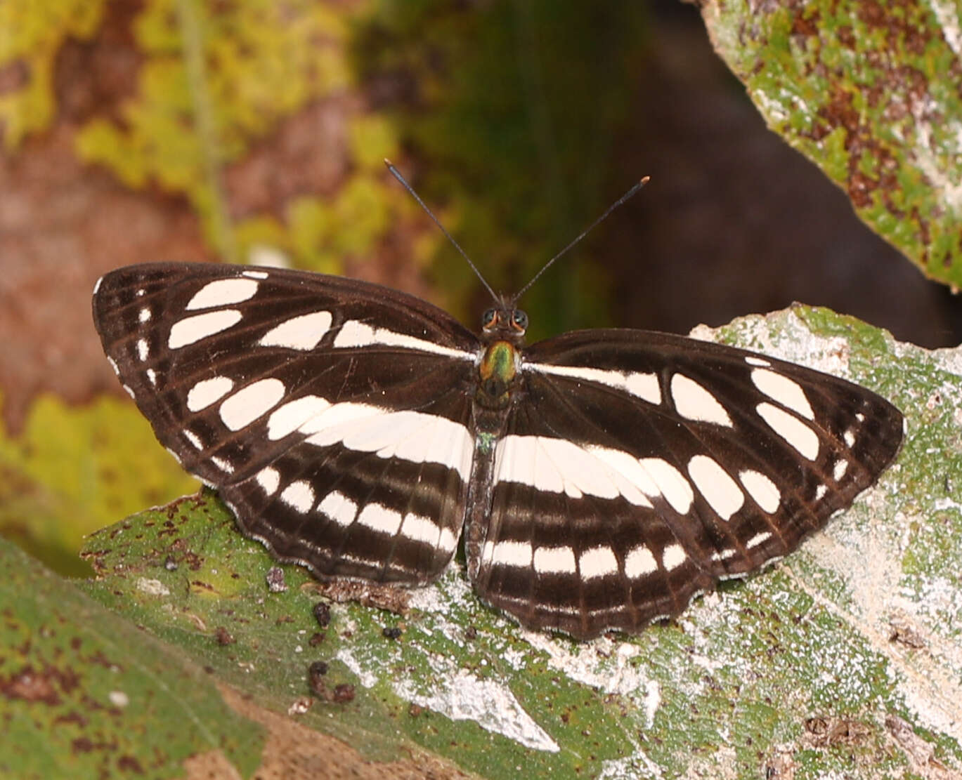 Image of Neptis hylas varmona Moore 1872