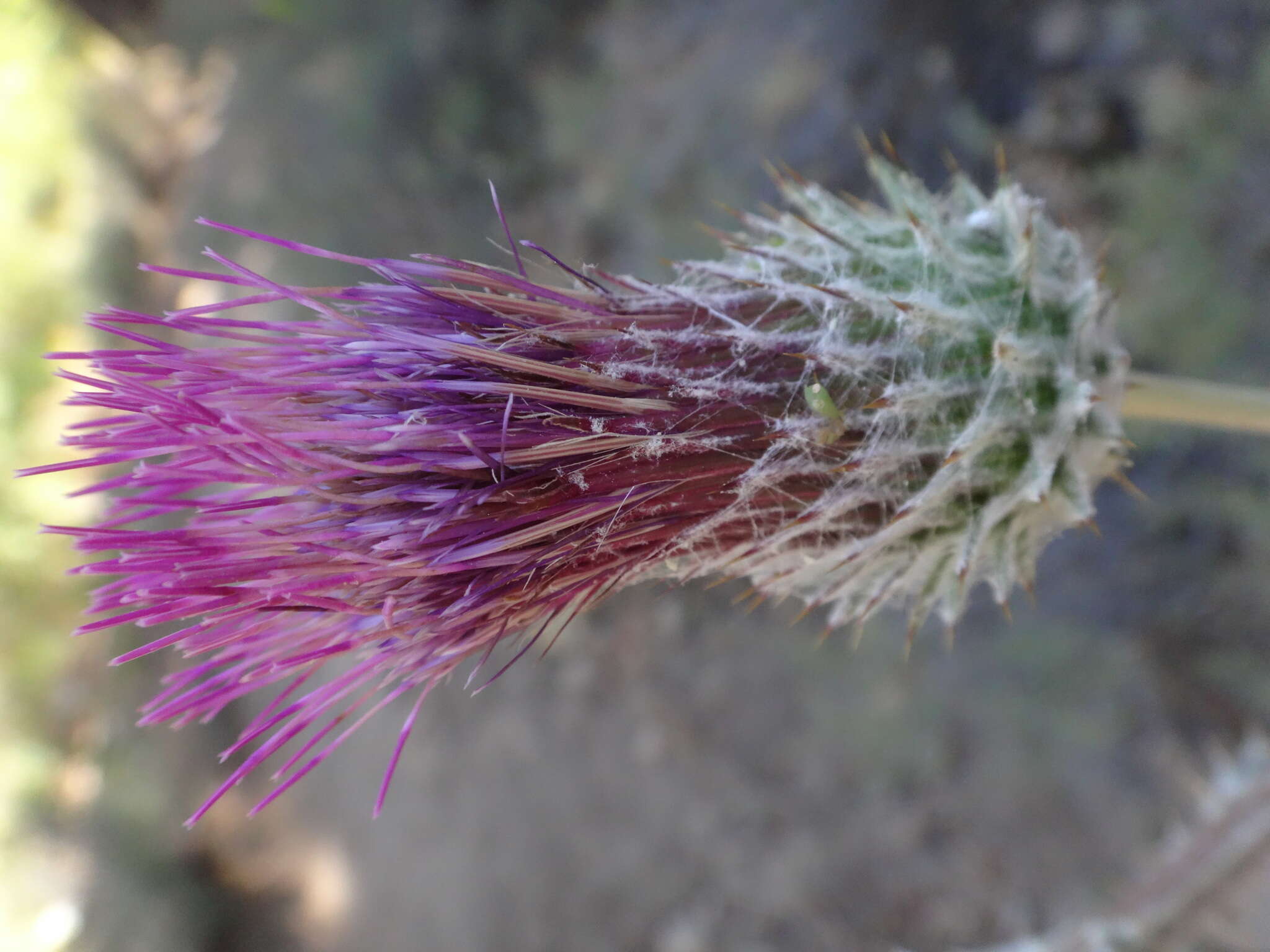 Imagem de Cirsium occidentale var. occidentale