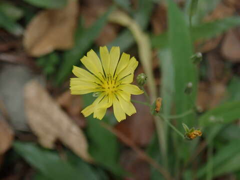 Image of Ixeris chinensis (Thunb.) Kitag.