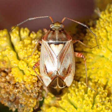 Image of Lygus punctatus (Zetterstedt 1838)