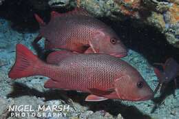 Image of Mangrove red snapper