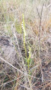 Image of Florida Ladies'-Tresses