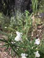 Image of Misopates calycinum (Vent.) Rothm.