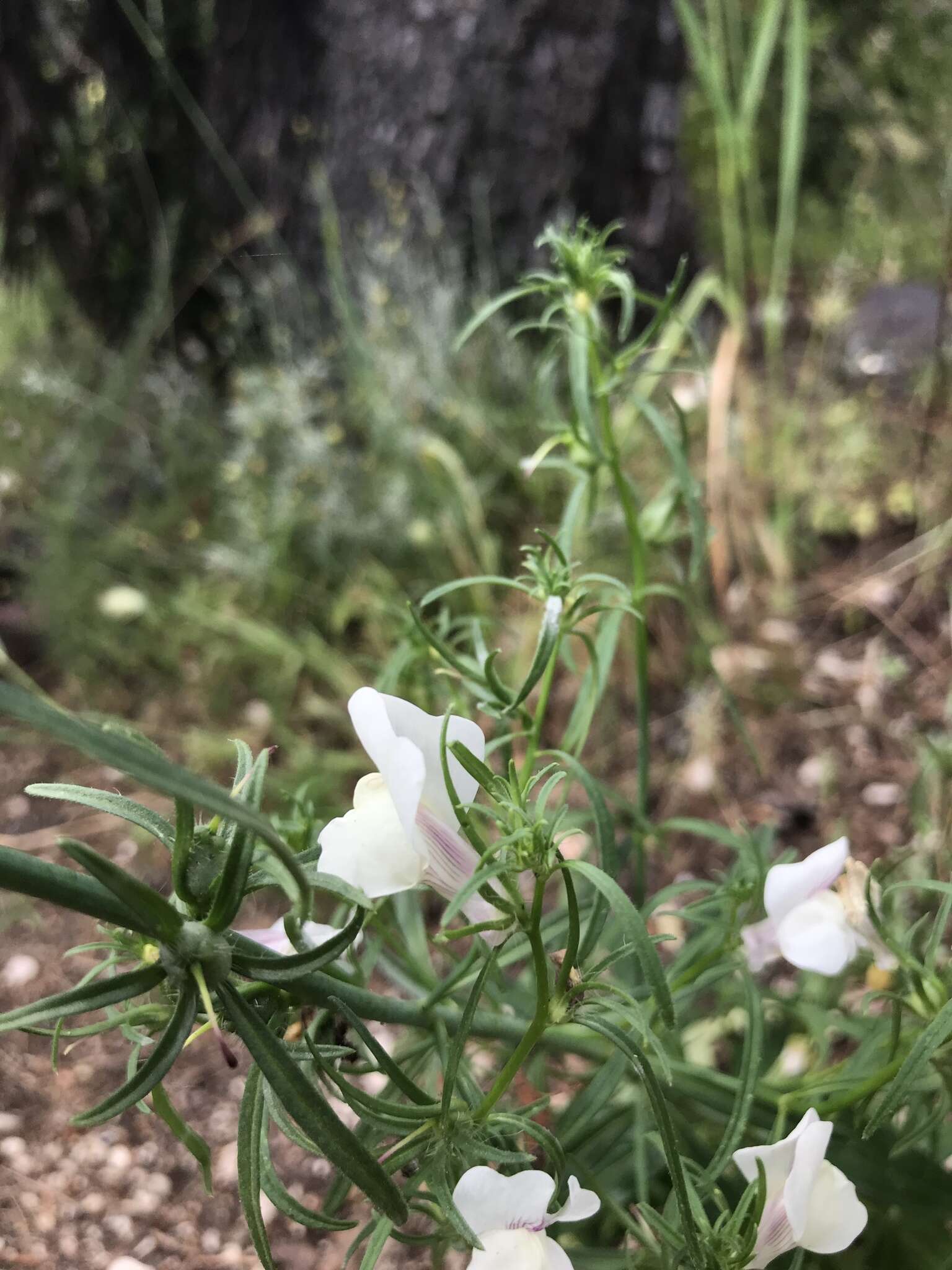 Image of Misopates calycinum (Vent.) Rothm.