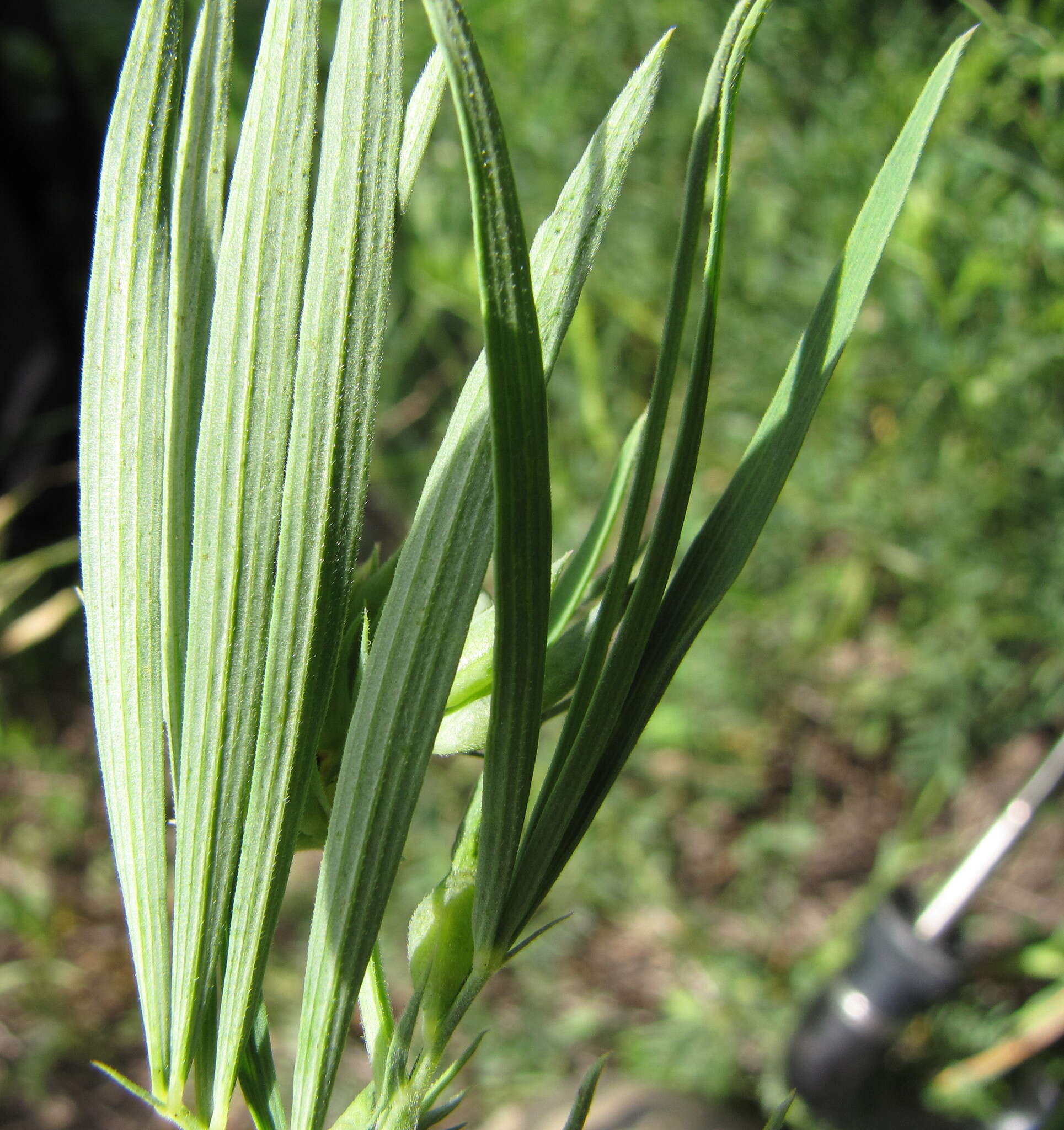 Image of Lathyrus pannonicus subsp. collinus (J. Ortmann) Soo