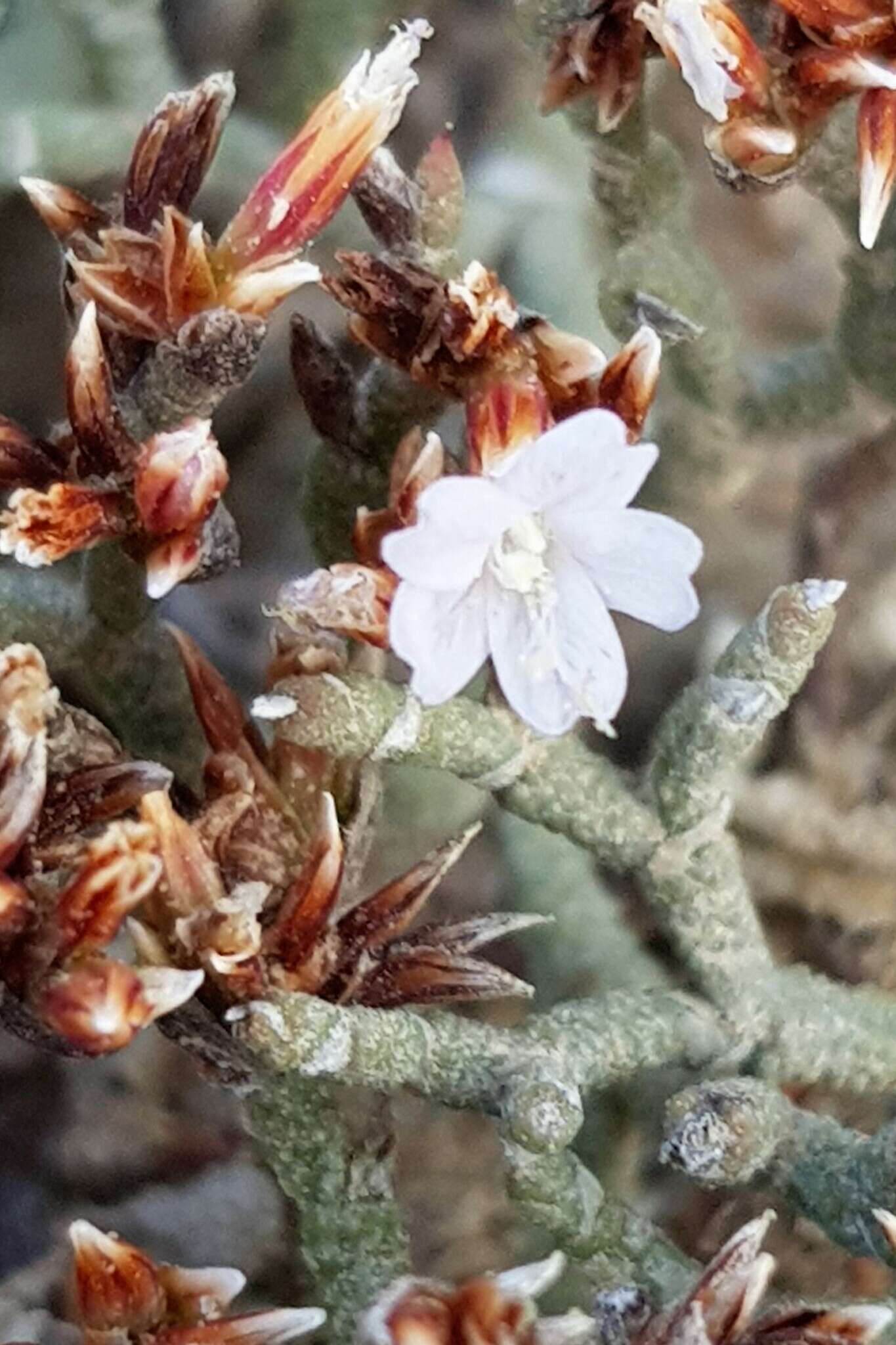 صورة Limonium dyeri Lincz.