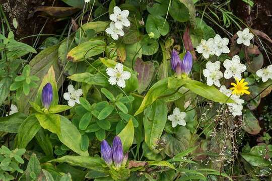 Image of Balsam Mountain Gentian