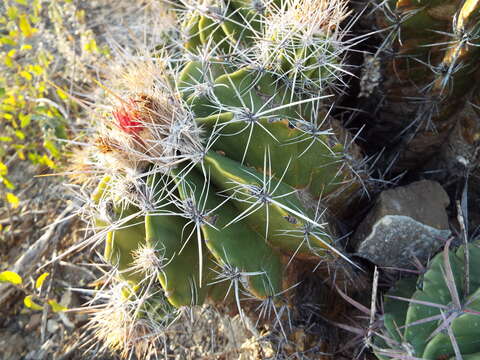 Image of Ferocactus flavovirens (Scheidw.) Britton & Rose