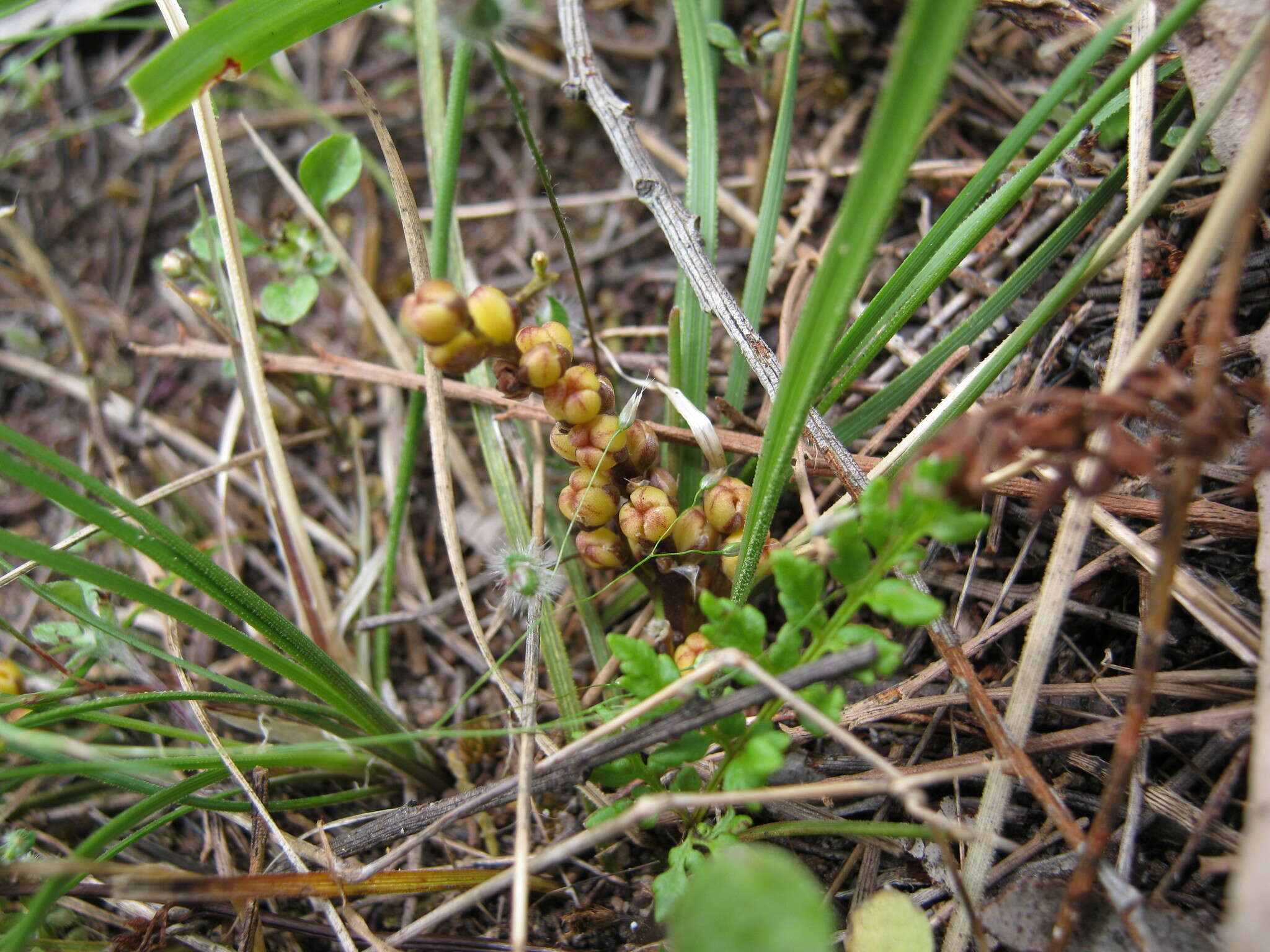 Imagem de Lomandra sororia (F. Muell. ex Benth.) Ewart