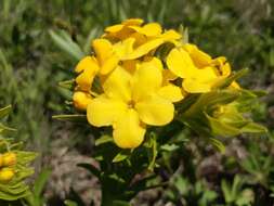 Image of Carolina puccoon